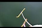 文珠蘭-雄蕊02.jpg