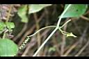 斑花青牛膽-卷鬚00.jpg