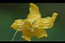 斑花青牛膽-花萼1.jpg