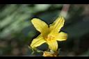 斑花青牛膽-雄花22.jpg