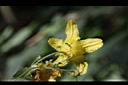 斑花青牛膽-雄花萼00.jpg