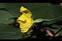 斑花青牛膽-雌花11.jpg