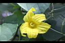 斑花青牛膽-雌花14.jpg