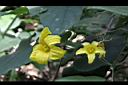 斑花青牛膽-雌雄花00.jpg