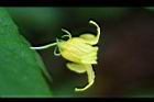 斑花青牛膽-雄花26.jpg
