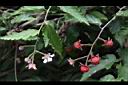 斯氏懸鉤子-花實00.JPG