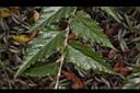 斯氏懸鉤子-葉序03.JPG