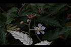 斯氏懸鉤子-花00.JPG