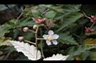 斯氏懸鉤子-花02.JPG