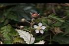 斯氏懸鉤子-花04.JPG