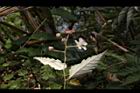 斯氏懸鉤子-花06.JPG