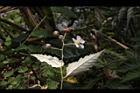 斯氏懸鉤子-花07.JPG
