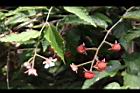 斯氏懸鉤子-花實01.JPG
