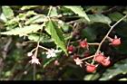 斯氏懸鉤子-花實02.JPG