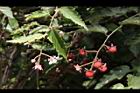 斯氏懸鉤子-花實03.JPG
