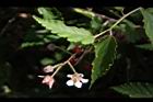 斯氏懸鉤子-花萼05.JPG