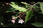 斯氏懸鉤子-花萼06.JPG