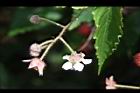 斯氏懸鉤子-花萼08.JPG