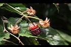 斯氏懸鉤子-黑實03.JPG