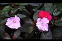 新幾內亞鳳仙花-粉紅3.JPG