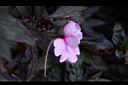 新幾內亞鳳仙花-粉紅6.JPG