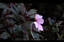 新幾內亞鳳仙花-粉紅7.JPG