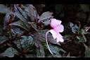 新幾內亞鳳仙花-粉紅8.JPG