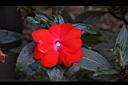 新幾內亞鳳仙花-花01.JPG
