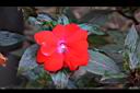 新幾內亞鳳仙花-花02.JPG