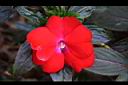 新幾內亞鳳仙花-花05.JPG