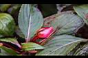 新幾內亞鳳仙花-花苞0.JPG