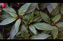 新幾內亞鳳仙花-葉00.JPG
