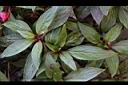 新幾內亞鳳仙花-葉01.JPG