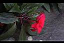 新幾內亞鳳仙花-距4.JPG