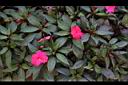 新幾內亞鳳仙花00.JPG