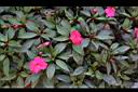 新幾內亞鳳仙花01.JPG