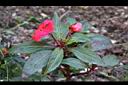 新幾內亞鳳仙花03.JPG