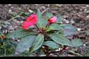 新幾內亞鳳仙花04.JPG