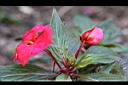 新幾內亞鳳仙花05.JPG