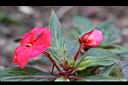 新幾內亞鳳仙花06.JPG