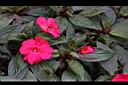 新幾內亞鳳仙花08.JPG