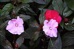 新幾內亞鳳仙花-粉紅4.JPG