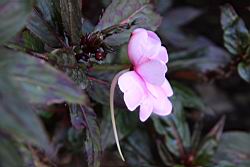 新幾內亞鳳仙花-粉紅5.JPG