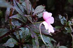 新幾內亞鳳仙花-粉紅9.JPG