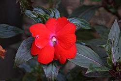新幾內亞鳳仙花-花00.JPG