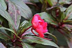 新幾內亞鳳仙花-距0.JPG
