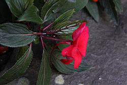 新幾內亞鳳仙花-距3.JPG