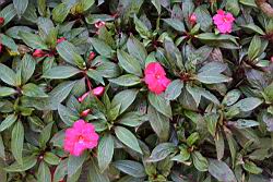 新幾內亞鳳仙花02.JPG