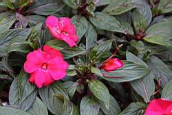 新幾內亞鳳仙花07.JPG