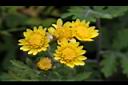 新竹油菊-花04.JPG